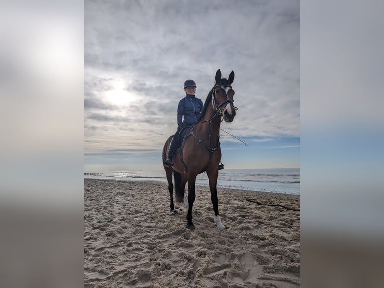 Poney de selle allemand Jument 15 Ans 148 cm Bai in Kötzting