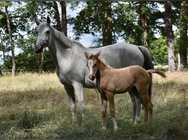 Poney de selle allemand Jument 15 Ans 148 cm Gris in Celle