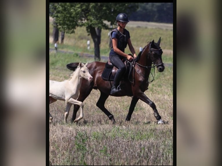 Poney de selle allemand Jument 15 Ans 148 cm Noir in Vetschau