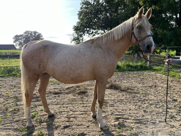 Poney de selle allemand Jument 15 Ans 148 cm Palomino in Stolzenau Anemolter-Schinna, Anemolter