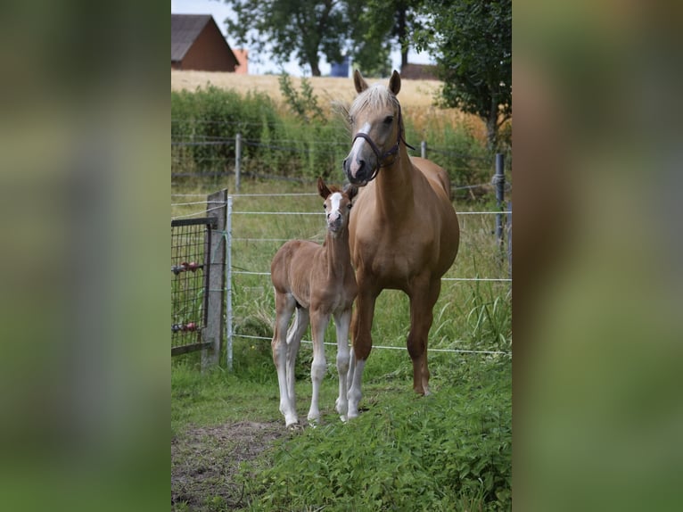 Poney de selle allemand Jument 15 Ans 148 cm Palomino in Stolzenau Anemolter-Schinna, Anemolter