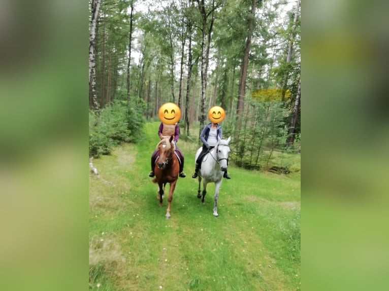 Poney de selle allemand Croisé Jument 15 Ans 149 cm Alezan in Cadenberge
