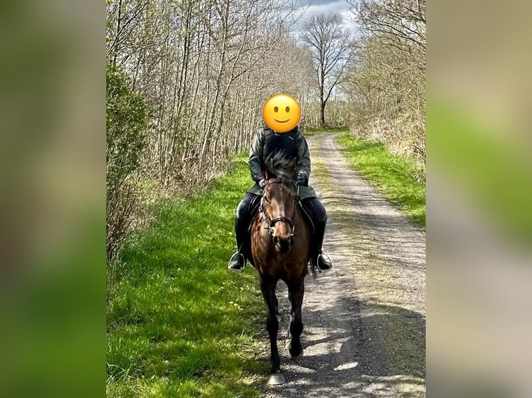 Poney de selle allemand Jument 15 Ans 160 cm Bai in Aukrug