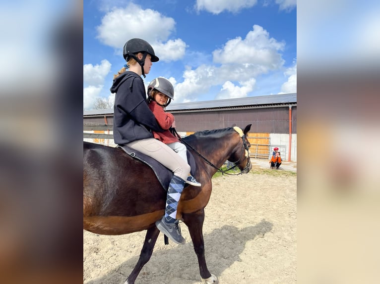 Poney de selle allemand Jument 15 Ans Bai brun in Heide