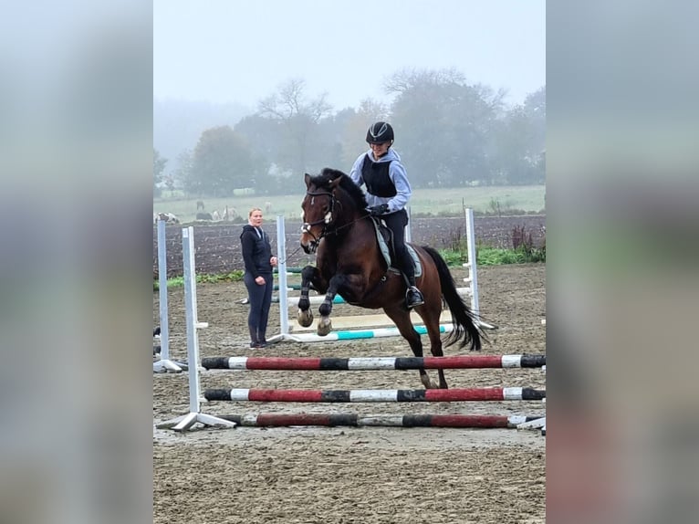 Poney de selle allemand Jument 15 Ans Bai brun in Heide