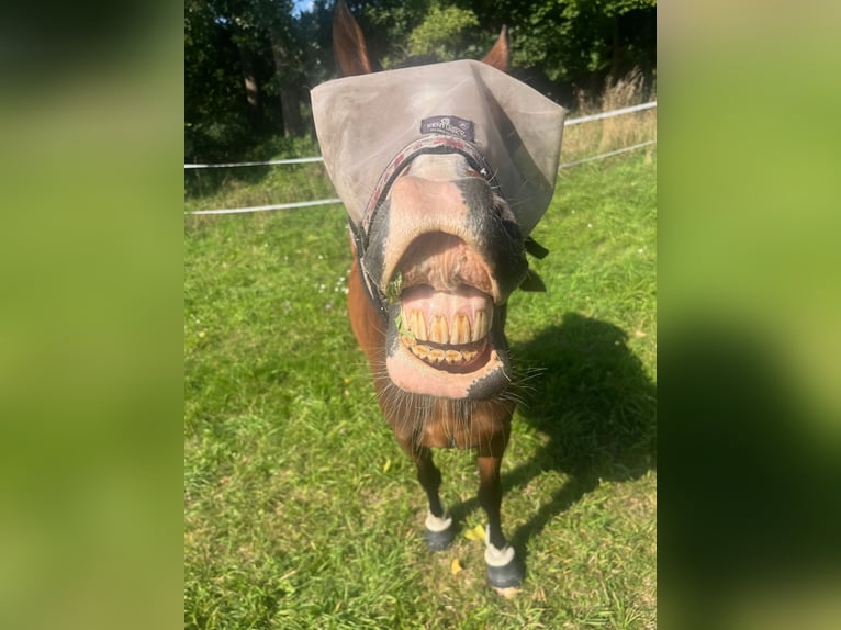 Poney de selle allemand Jument 16 Ans 138 cm Bai cerise in Warszawa