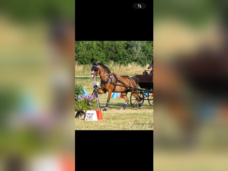 Poney de selle allemand Jument 16 Ans 139 cm Bai in Wetzlar
