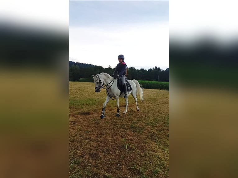 Poney de selle allemand Jument 16 Ans 140 cm Gris in Bergatreute