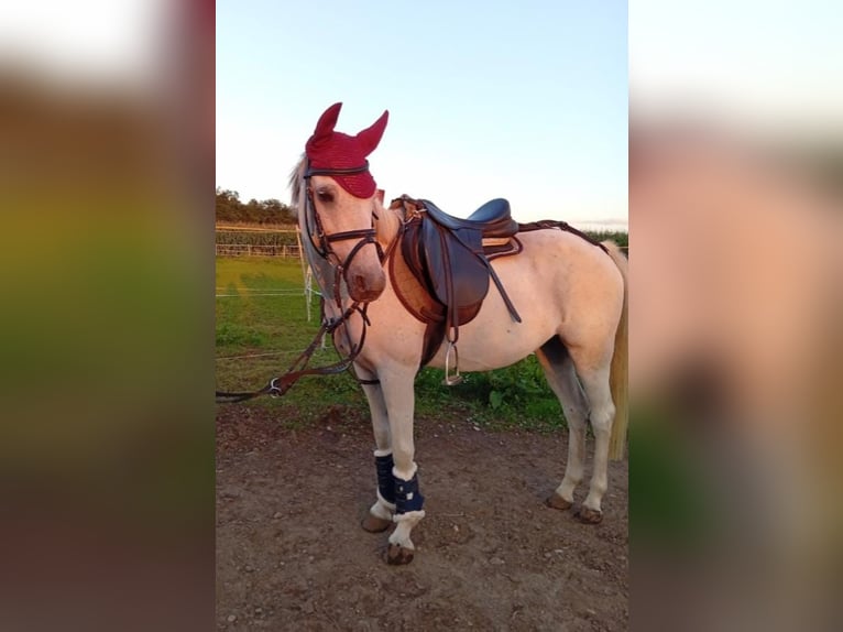 Poney de selle allemand Jument 16 Ans 140 cm Gris in Bergatreute