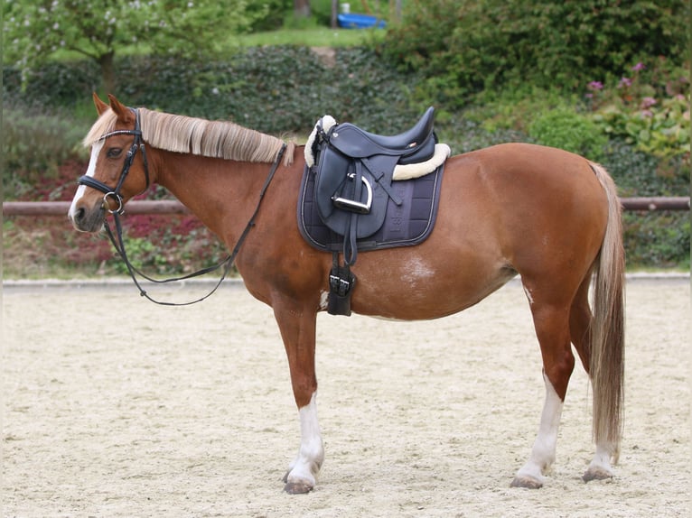 Poney de selle allemand Jument 16 Ans 143 cm Alezan in Königslutter am Elm