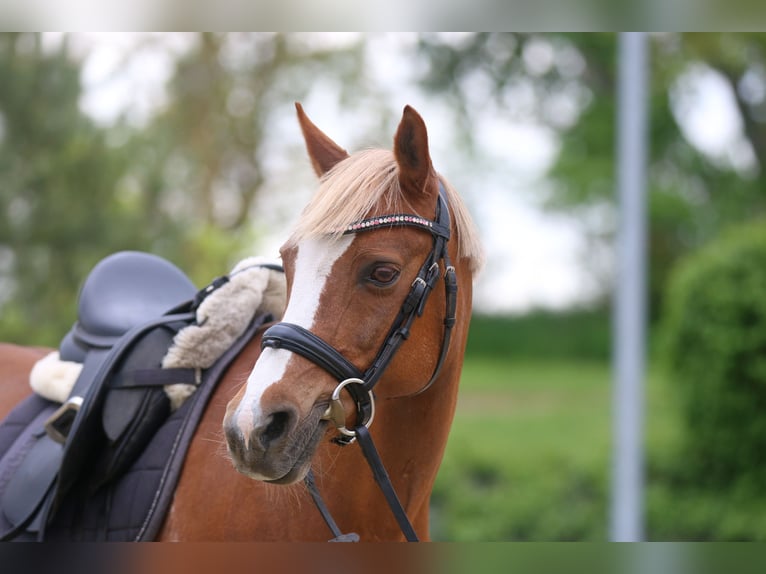 Poney de selle allemand Jument 16 Ans 143 cm Alezan in Königslutter am Elm