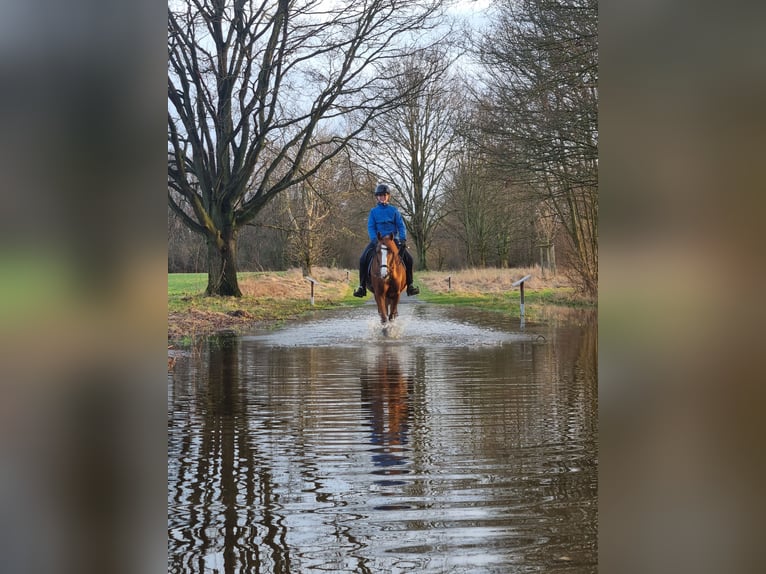 Poney de selle allemand Jument 16 Ans 144 cm Alezan in Cremlingen Poney de selle allemand Jument 16 Ans 144 cm Alezan in Cremlingen