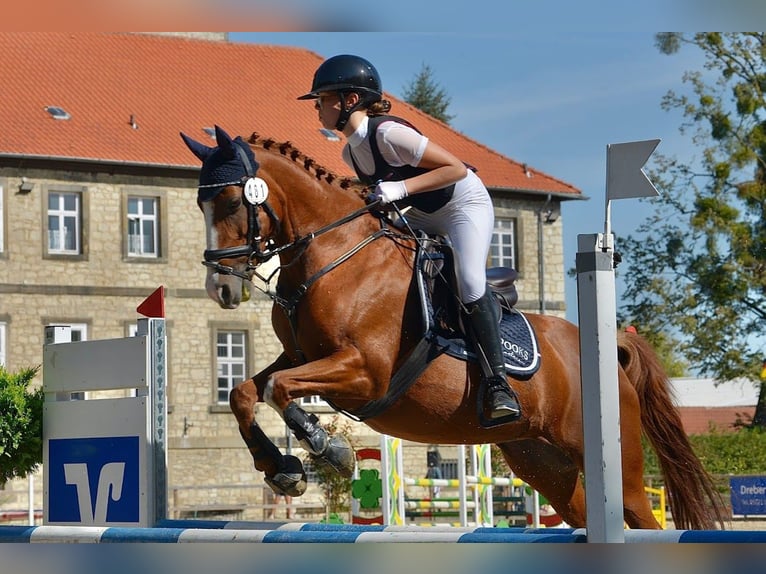 Poney de selle allemand Jument 16 Ans 144 cm Alezan in Cremlingen Poney de selle allemand Jument 16 Ans 144 cm Alezan in Cremlingen
