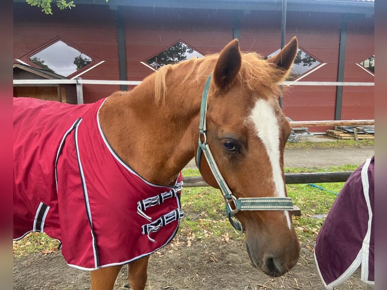 Poney de selle allemand Jument 16 Ans 146 cm Alezan in Reutte