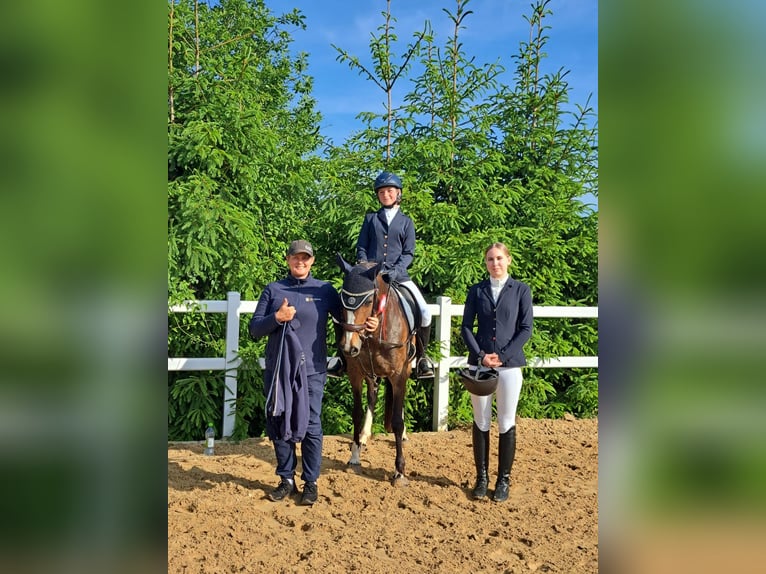 Poney de selle allemand Jument 16 Ans 146 cm Bai brun in Niederzimmern