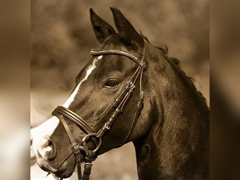 Poney de selle allemand Jument 16 Ans 146 cm Noir in Albsfelde