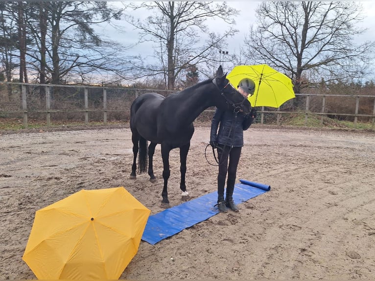 Poney de selle allemand Jument 16 Ans 146 cm Noir in Hohenhameln