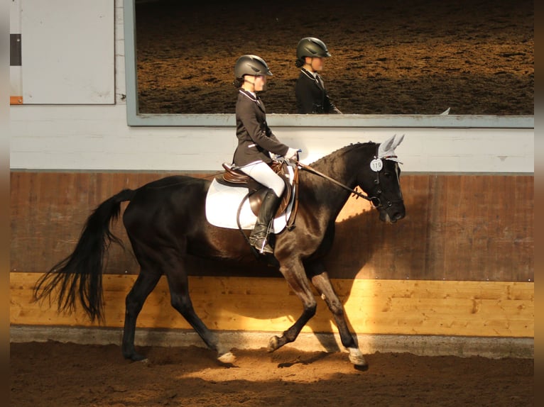 Poney de selle allemand Jument 16 Ans 146 cm Noir in Hohenhameln