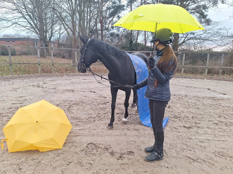 Poney de selle allemand Jument 16 Ans 146 cm Noir in Hohenhameln