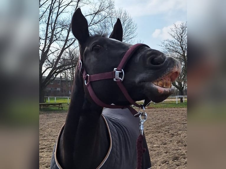 Poney de selle allemand Jument 16 Ans 146 cm Noir in Hohenhameln