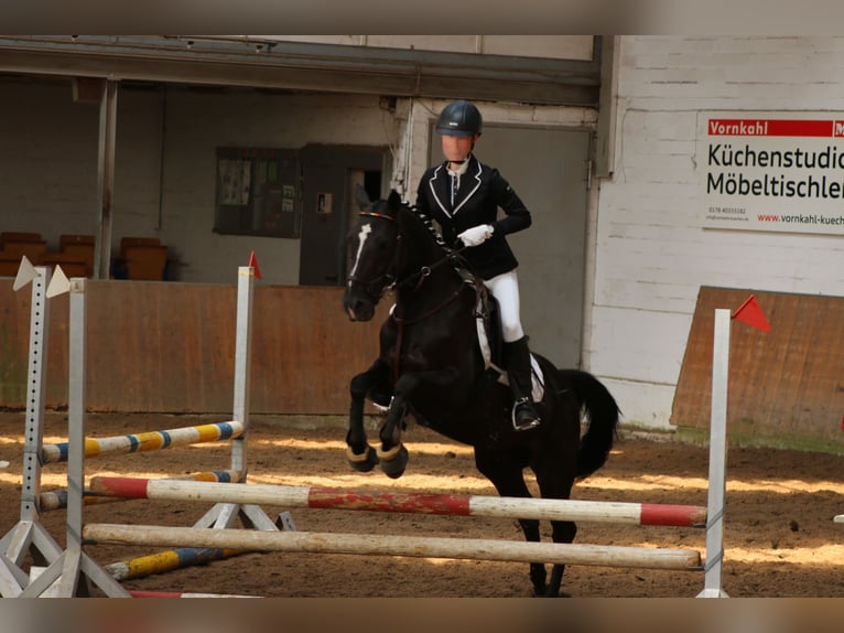Poney de selle allemand Jument 16 Ans 146 cm Noir in Hohenhameln