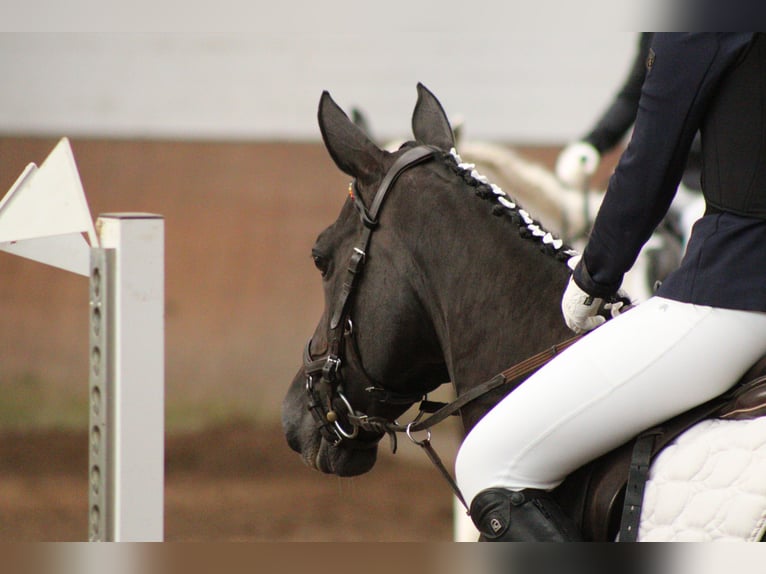 Poney de selle allemand Jument 16 Ans 146 cm Noir in Hohenhameln