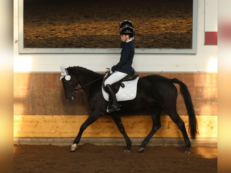 Poney de selle allemand Jument 16 Ans 146 cm Noir in Hohenhameln