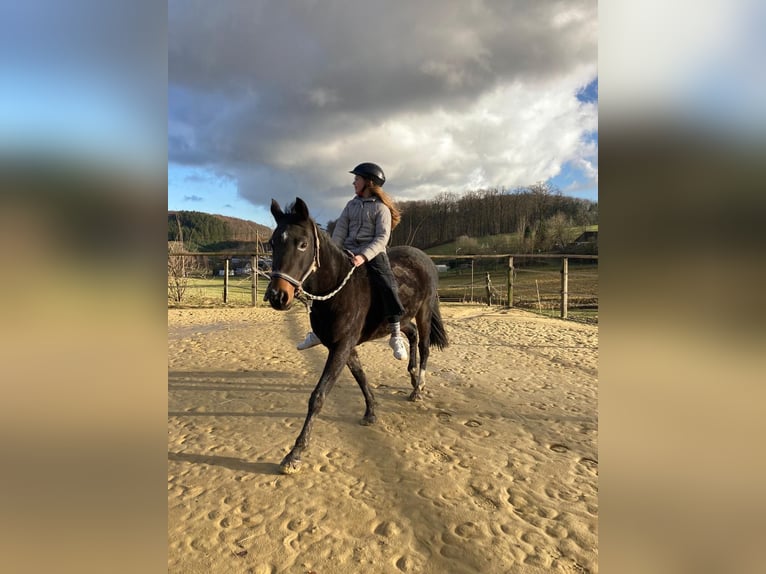 Poney de selle allemand Jument 16 Ans 147 cm Bai brun in Eslohe