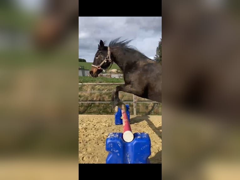 Poney de selle allemand Jument 16 Ans 147 cm Bai brun in Eslohe