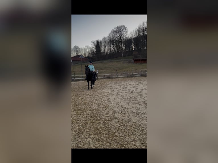 Poney de selle allemand Jument 16 Ans 147 cm Bai brun in Eslohe