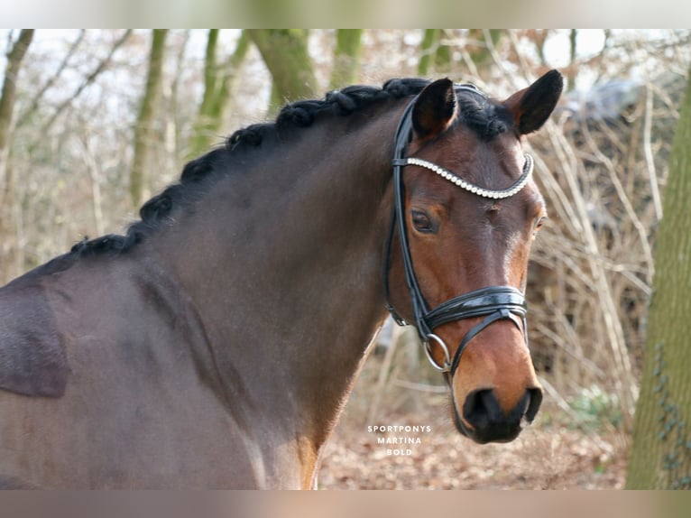 Poney de selle allemand Jument 16 Ans 147 cm Bai in Recke, bei Osnabrück
