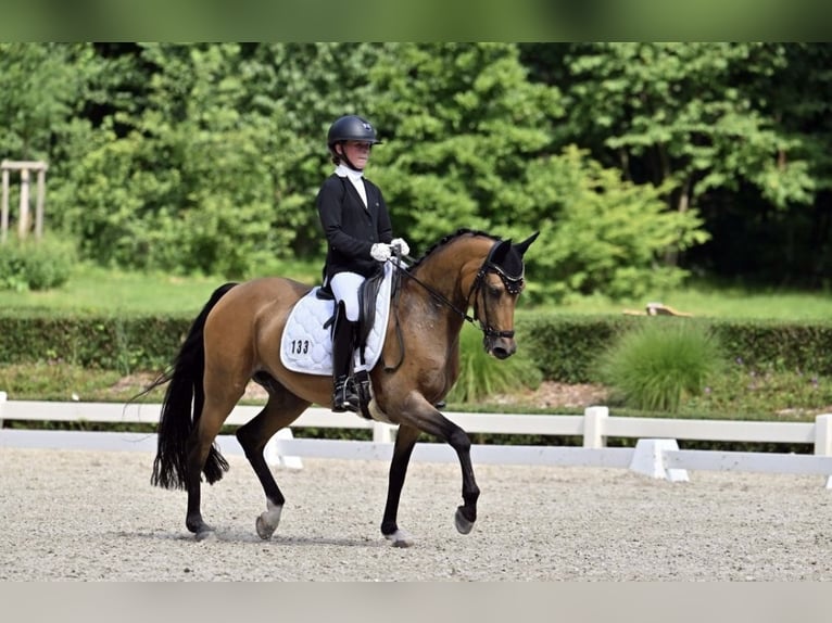 Poney de selle allemand Jument 16 Ans 147 cm Isabelle in Cölbe
