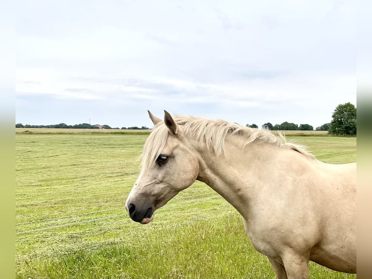 Poney de selle allemand Jument 16 Ans 147 cm Palomino in L&#xF6;wenberger LandGransee