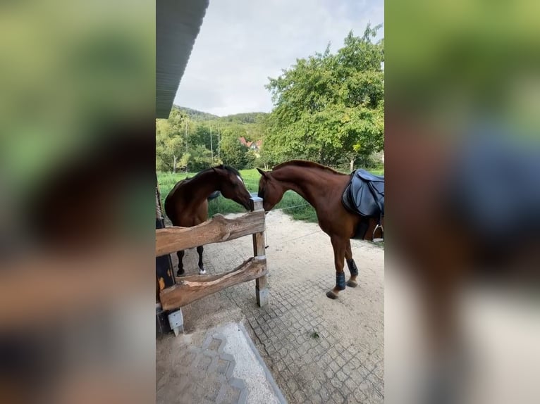 Poney de selle allemand Jument 16 Ans 148 cm Alezan in Golmsdorf