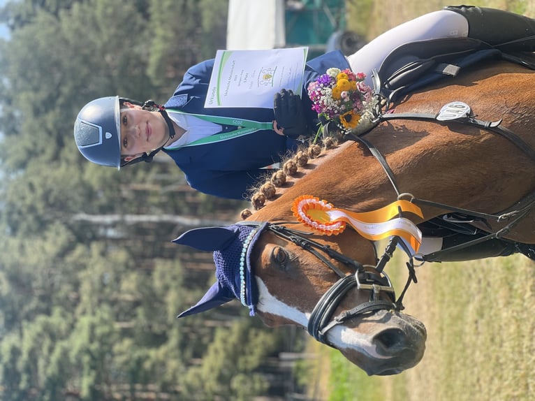 Poney de selle allemand Jument 16 Ans 148 cm Alezan in Görlitz