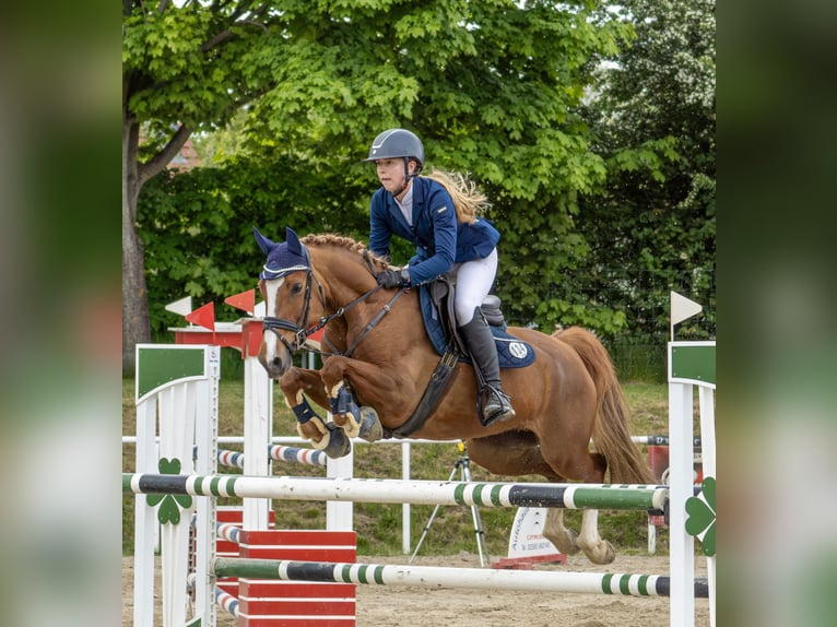 Poney de selle allemand Jument 16 Ans 148 cm Alezan in Görlitz