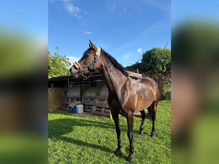 Poney de selle allemand Jument 16 Ans 148 cm Bai in Barth