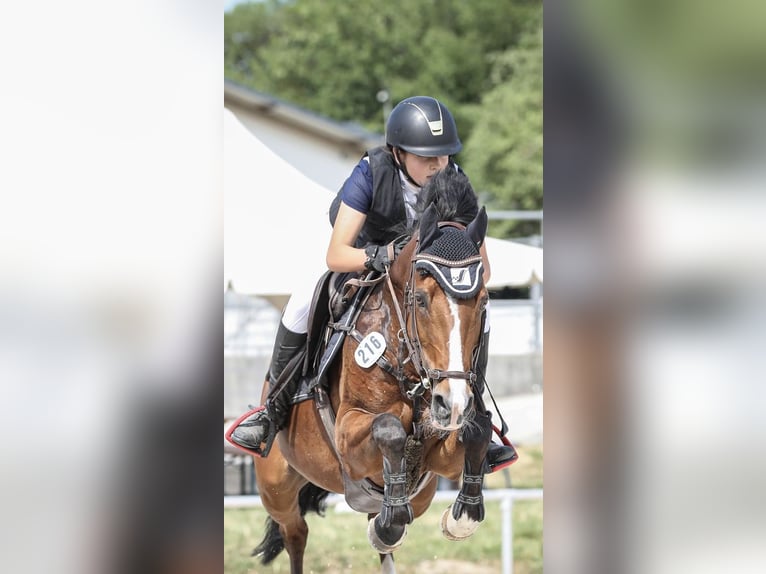 Poney de selle allemand Jument 16 Ans 148 cm Bai in Neustadt (Dosse)