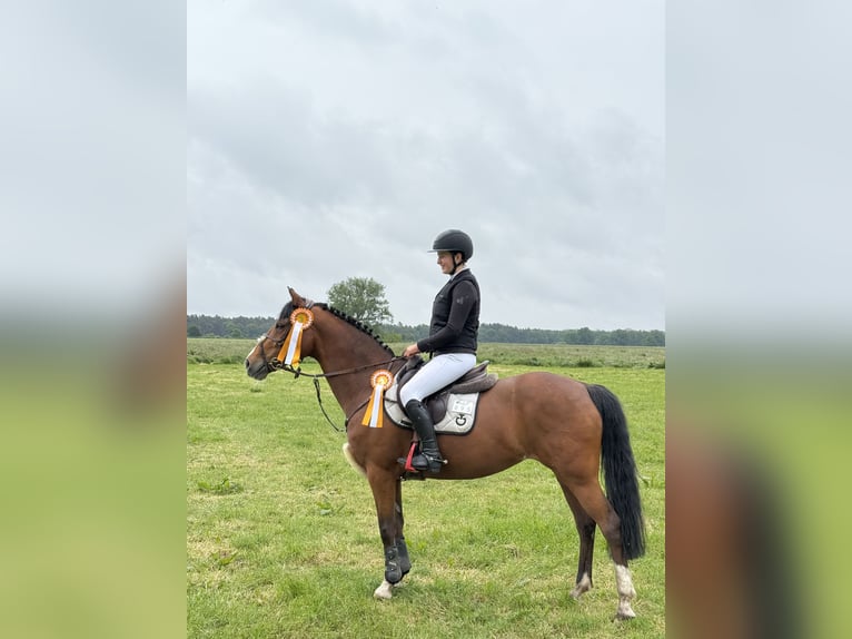 Poney de selle allemand Jument 16 Ans 148 cm Bai in Neustadt (Dosse)