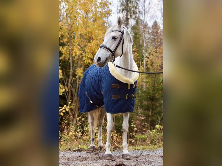 Poney de selle allemand Jument 16 Ans 148 cm Gris in Lempäälä