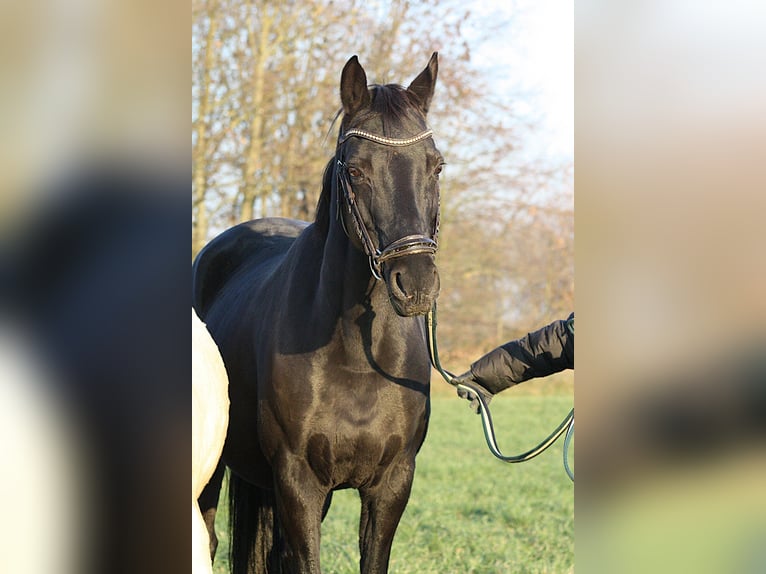 Poney de selle allemand Jument 16 Ans 148 cm Noir in Vetschau