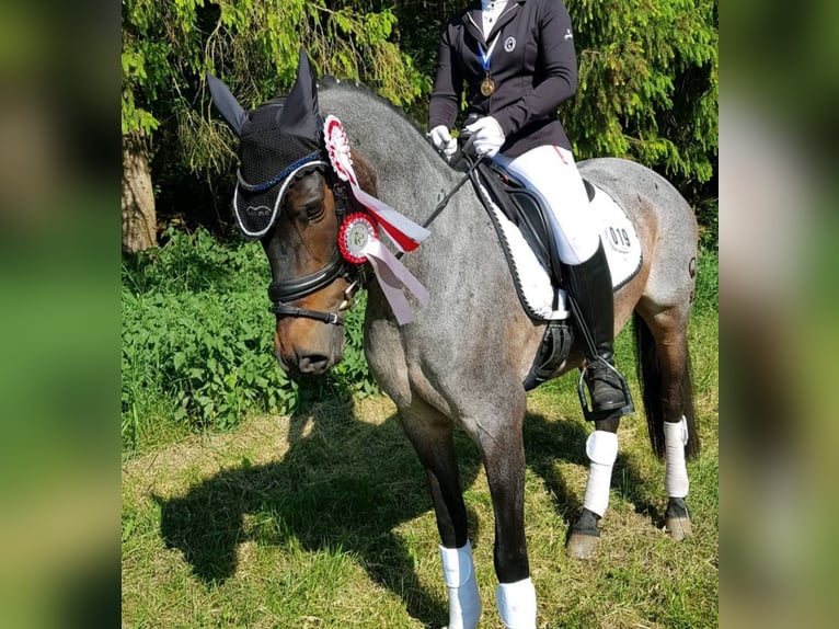 Poney de selle allemand Jument 16 Ans 150 cm  in Garz/Rügen