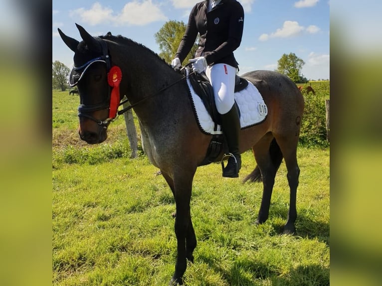 Poney de selle allemand Jument 16 Ans 150 cm  in Garz/Rügen