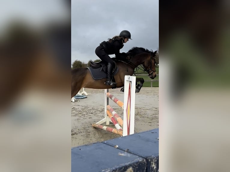 Poney de selle allemand Jument 16 Ans 152 cm Bai brun in Sendenhorst