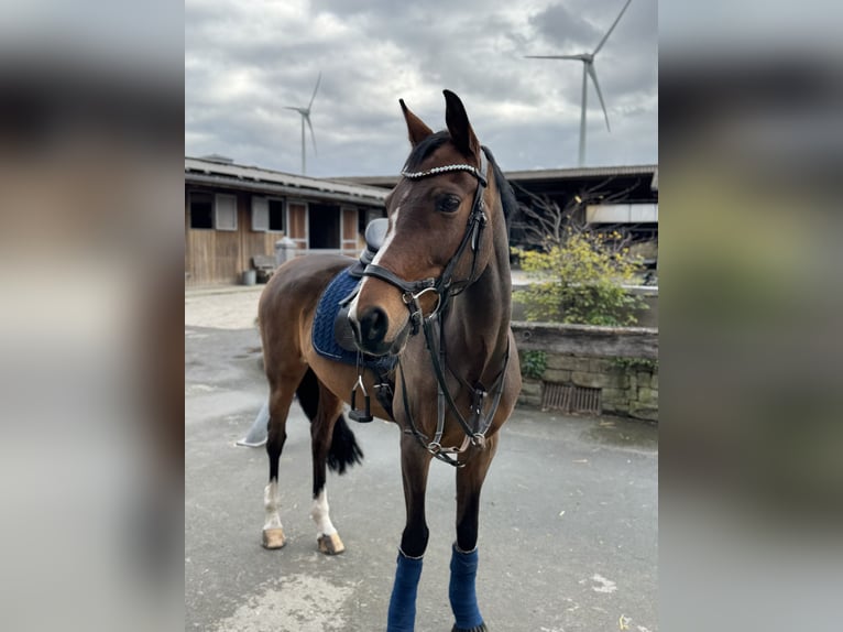 Poney de selle allemand Jument 16 Ans 152 cm Bai brun in Sendenhorst