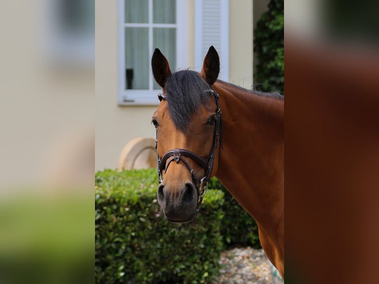 Poney de selle allemand Jument 16 Ans 152 cm Bai in Willich