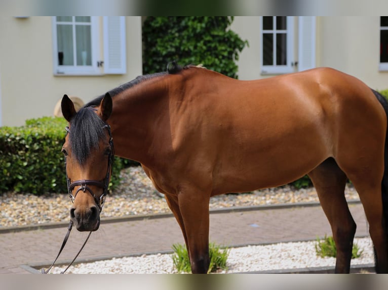 Poney de selle allemand Jument 16 Ans 152 cm Bai in Willich