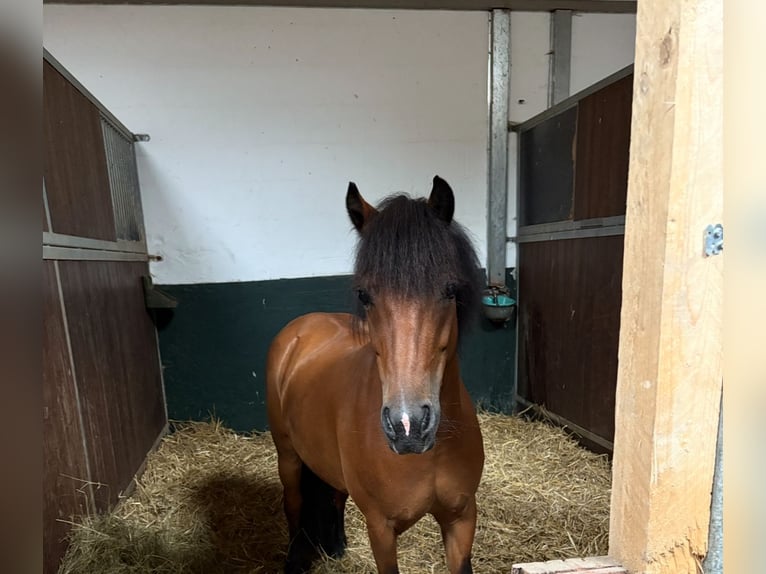 Poney de selle allemand Jument 17 Ans 115 cm Bai in Dockendorf