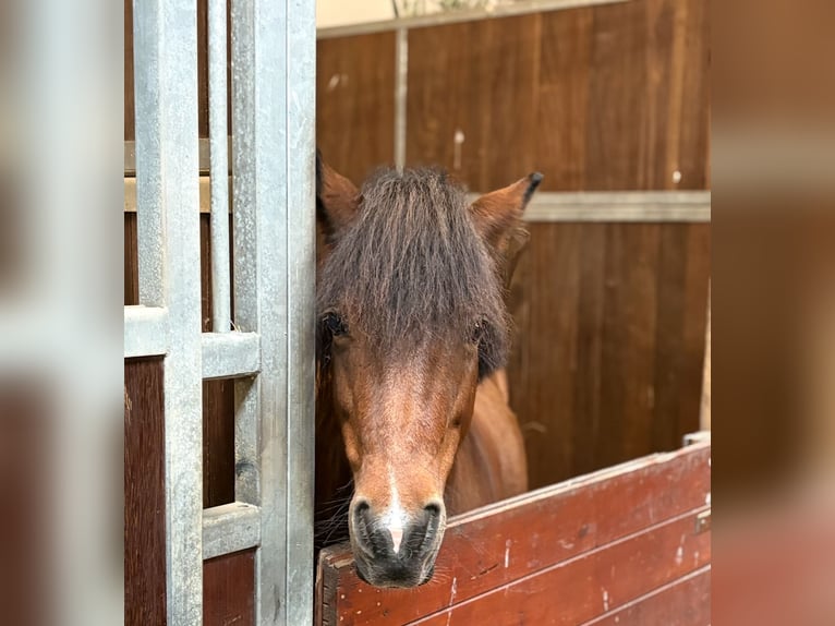Poney de selle allemand Jument 17 Ans 115 cm Bai in Dockendorf