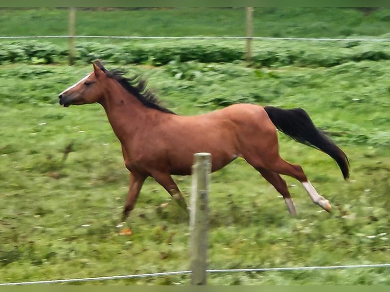Poney de selle allemand Jument 17 Ans 138 cm Bai in Haigerloch